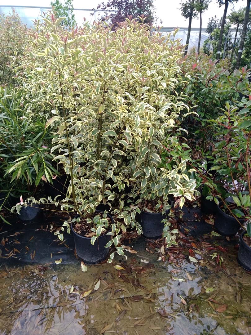 progettazione giardino 70 mq a padova